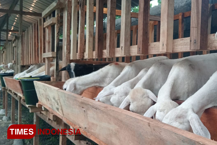 Jadi Pusat Kuliner Sate, Bantul Kekurangan Stok Daging Kambing 