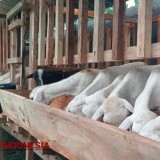 Jadi Pusat Kuliner Sate, Bantul Kekurangan Stok Daging Kambing 