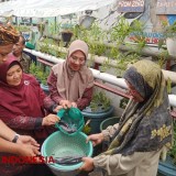 Kampoeng Oase Songo Surabaya Sukses Budikdamber Hingga Berhasil Panen