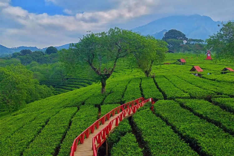 Kebun Teh Wonosari: Pesona Wisata Alam di Lereng Gunung Arjuno