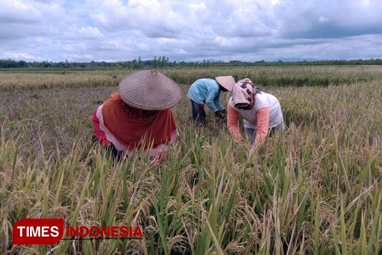 Dinas Pertanian Banyuwangi Tak Miliki Data Luas Sawah Dilindungi