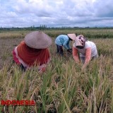 Dinas Pertanian Banyuwangi Tak Miliki Data Luas Sawah Dilindungi