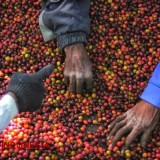 Lomba Foto "Cerita Kopi" Sambut Festival Kopi Nusantara II di Malang