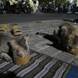 Komunitas di Gresik Berjuang Selamatkan Kucing Terlantar