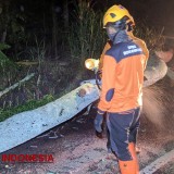 Pohon Tumbang Tutup Akses Jalan ke Wisata Ijen Bondowoso