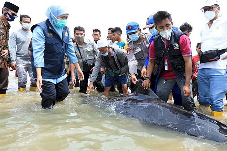 Hari Konvensi Ikan Paus, Khofifah Ingatkan Pentingnya Perlindungan dan Pelestarian Mamalia Laut