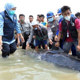 Hari Konvensi Ikan Paus, Khofifah Ingatkan Pentingnya Perlindungan dan Pelestarian Mamalia Laut