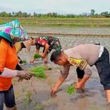 Bhabinkamtibmas Terjun ke Sawah, Dukung Swasembada Pangan di Banyuwangi