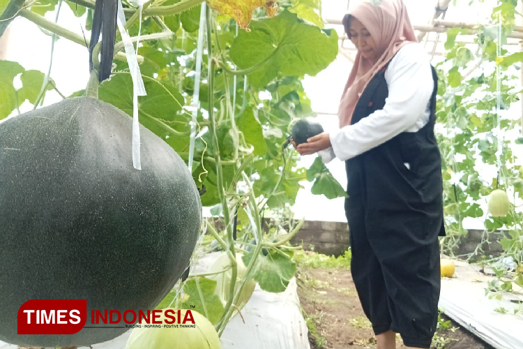 Black Watermelon: A Groundbreaking Discovery in Indonesia