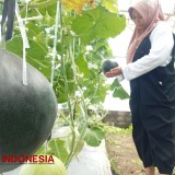 Astrid Ika Paramitha, Penemu si Melon Hitam Pertama di Indonesia