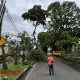 Waspada Cuaca Ekstrem! Banyak Pohon Tumbang, Pemkot Malang Lakukan Ini