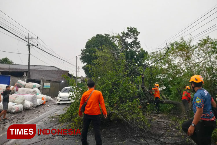 Tim reaksi cepat BPBD Bondowoso saat melakukan evakuasi pohon tumbang (FOTO: Sigit For TIMES Indonesia)