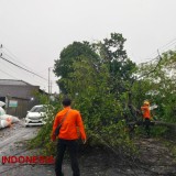 Waspada Angin Kencang dan Pohon Tumbang Saat Hujan di Bondowoso