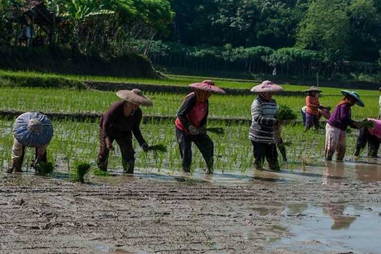 Hadapi Musim Tanam, Pemkab Bantul Dapat Alokasi 18 Ton Pupuk