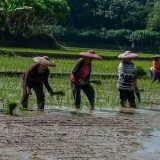 Hadapi Musim Tanam, Pemkab Bantul Dapat Alokasi 18 Ton Pupuk