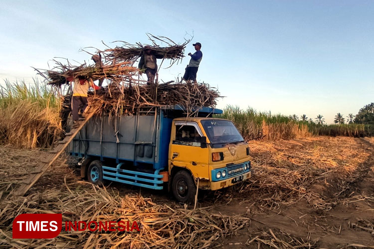 Tebu Jadi Andalan di Kabupaten Malang, Dukungan Petani Mudah