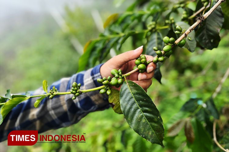 Kelompok Tani Sumadi, Penghasil Kopi Lereng Gunung Arjuno Dilirik Korea Selatan