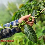 Kelompok Tani Sumadi, Penghasil Kopi Lereng Gunung Arjuno Dilirik Korea Selatan