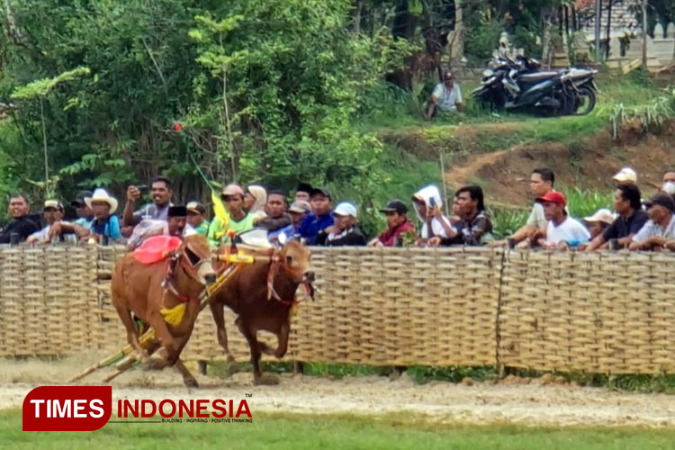 Mayjen Farid Makruf Mengawal Tradisi dan Prestasi di Ajang Karapan Sapi HUT Tim LA-Lanyala 99