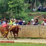 Mayjen Farid Makruf Mengawal Tradisi  Karapan Sapi