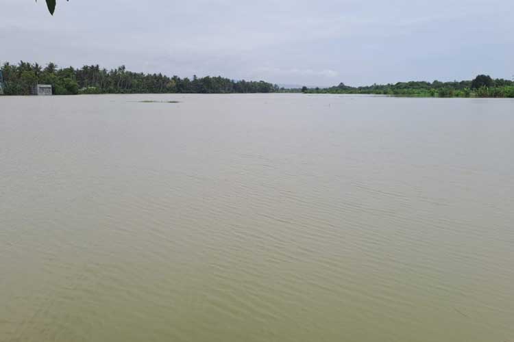 Hujan Intensitas tinggi,  100 Hektare Lahan Pertanian Padi  di Bantul Terendam