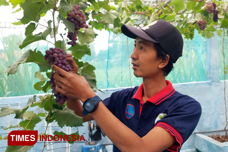 Bangun Sarana Edukasi, Warga Probolinggo Koleksi 100 Jenis Anggur