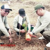 Asosiasi Ganis Hutan Indonesia dan Industri Primer CDK V Tegal Tanam 15.000 Pohon Pinus