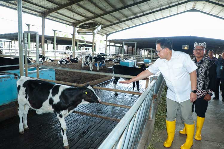 Pastikan Stok Daging dan Susu, Pj Gubernur Jatim Tinjau Peternakan Sapi Perah di Banyuwangi