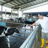 Pastikan Stok Daging dan Susu, Pj Gubernur Jatim Tinjau Peternakan Sapi Perah di Banyuwangi