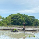 Kementerian Pertanian Apresiasi Ngawi sebagai Pelopor Pertanian Modern di Indonesia