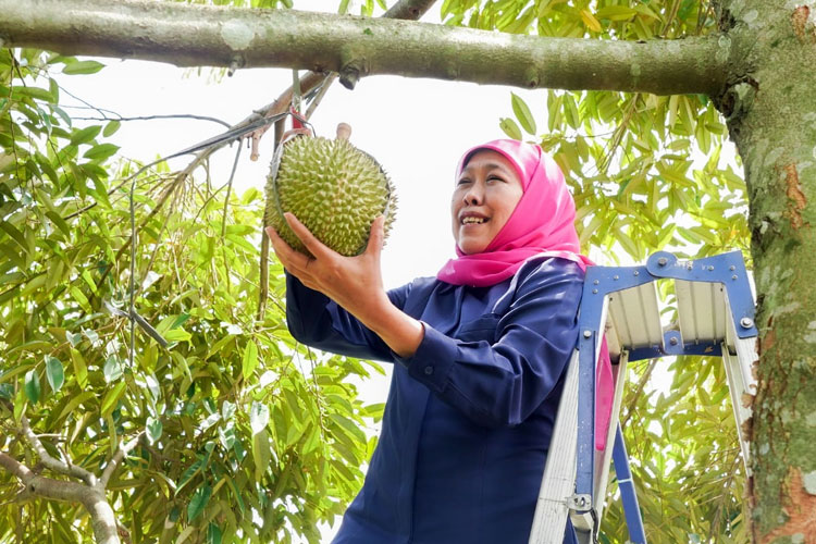 Khofifah Optimistis Durian Premium Blitar Berpeluang Besar Tembus Pasar Ekspor