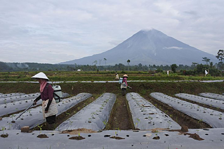 Jalur Pendakian Gunung Semeru kembali Ditutup