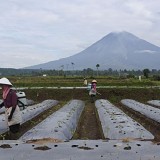 Jalur Pendakian Gunung Semeru kembali Ditutup