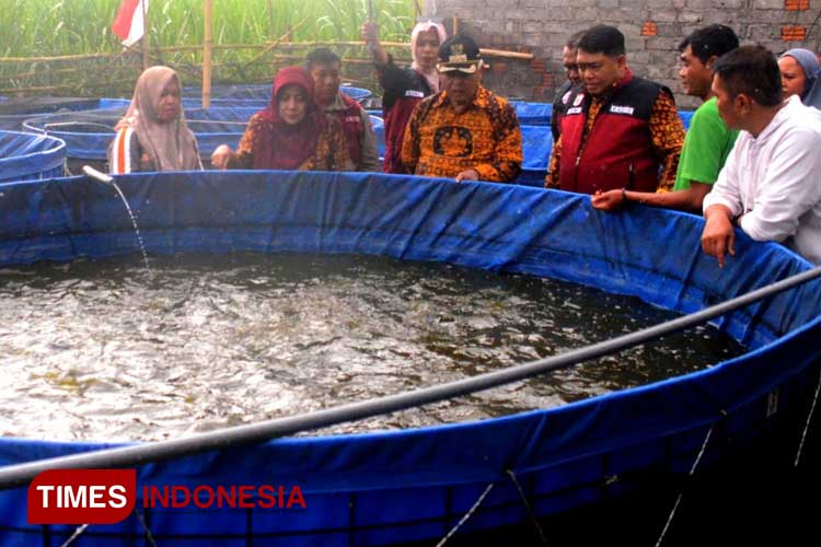 Produksi Ikan Nila Terus Meningkat, Kabupaten Malang Jadi Sentra Penghasil