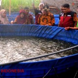 Produksi Ikan Nila Terus Meningkat, Kabupaten Malang Jadi Sentra Penghasil