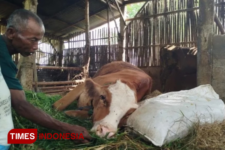 Waspada Virus PMK Kembali Merebak, 4 Sapi di Ponorogo Mati Mendadak