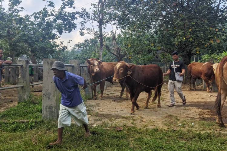 33 Desa di Pacitan Terdampak PMK, Pasar Hewan Tetap Beroperasi