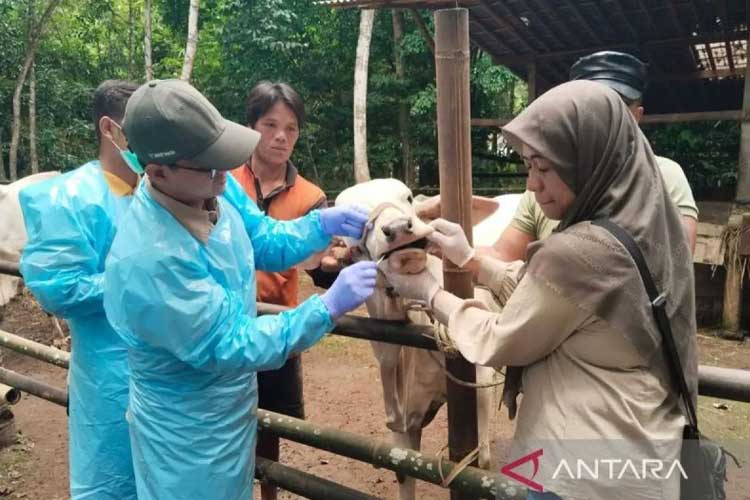 Kementan Minta Pemda Tutup Pasar Hewan Selama 14 Hari jika Ada Kasus PMK