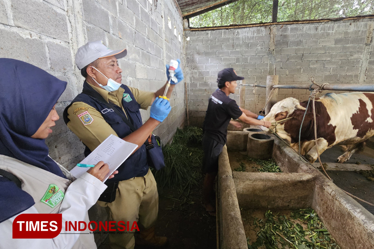 Pencegahan PMK di Malang, Vaksin Mandiri dan Edukasi Peternak Ditingkatkan