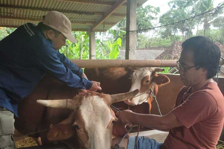 Wabah PMK Sebabkan 30 Sapi Mati dan Ratusan Sakit, Ini Langkah Pemkab Bantul