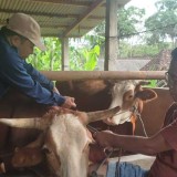 Wabah PMK Sebabkan 30 Sapi Mati dan Ratusan Sakit, Ini Langkah Pemkab Bantul