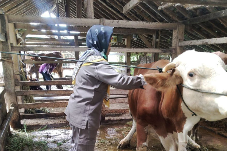 Hati-Hati Rayuan Blantik, Sapi Terkena PMK di Bantul Bisa Sembuh Jika Diobati