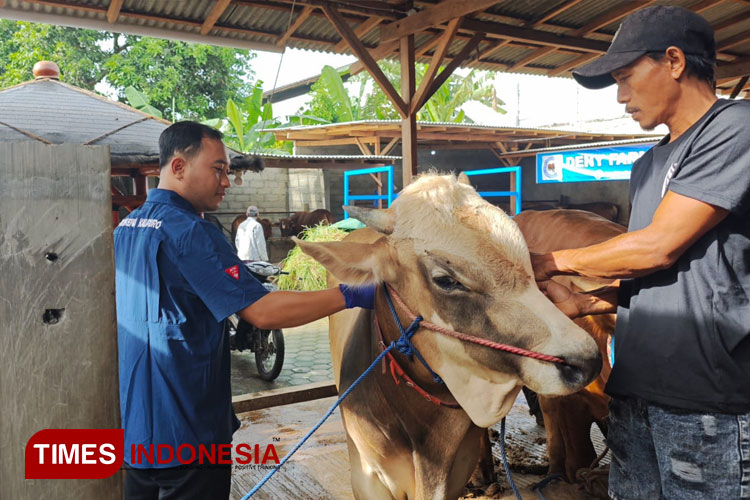 Efektif Tangani PMK, Banyuwangi Rutin Desinfektan dan Vaksinasi Ternak