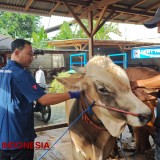 Efektif Tangani PMK, Banyuwangi Rutin Desinfektan dan Vaksinasi Ternak