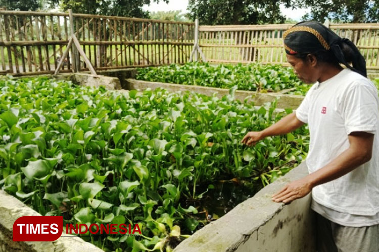 Peternak Lele Organik di Bondowoso Manfaatkan Eceng Gondok dan Sampah sebagai Pakan