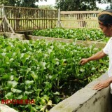 Peternak Lele Organik di Bondowoso Manfaatkan Eceng Gondok dan Sampah sebagai Pakan