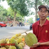 Tips dan Trik Rahasia Durian Berkualitas ala Pedagang Buah Banyuwangi