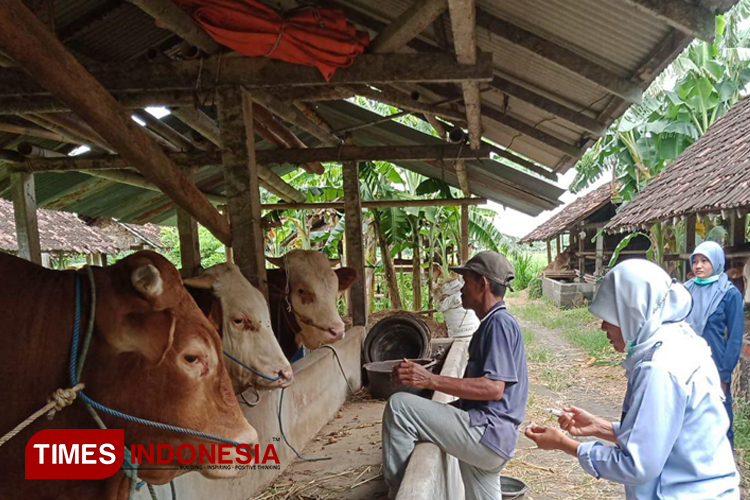 Jika Kasus PMK Terus Melonjak, DKPP Bantul Pertimbangkan Penutupan Pasar Hewan