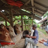 Jika Kasus PMK Terus Melonjak, DKPP Bantul Pertimbangkan Penutupan Pasar Hewan