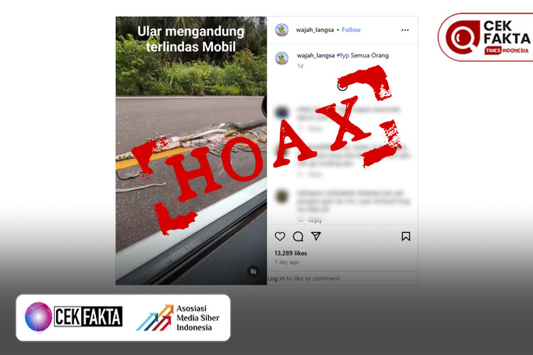 CEK FAKTA: Hoaks! Video Bayi Ular Berserakan Terlindas di Sumatera Utara